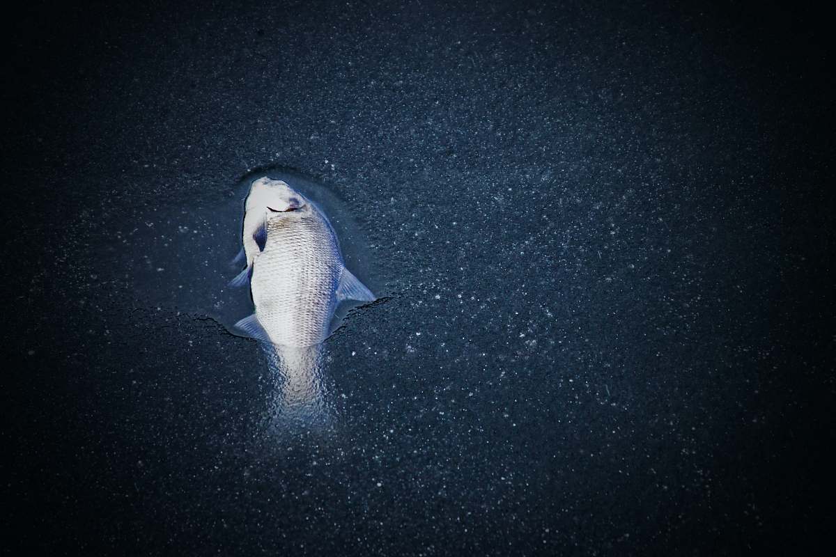 grey photo of grey pet fish underwater mogadore reservoir